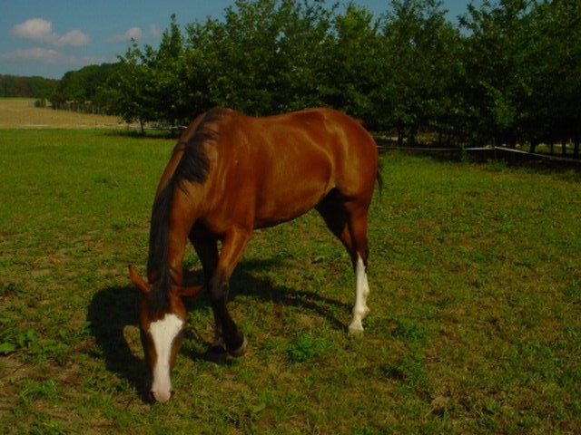100MSD-DSC01486_DSC01486