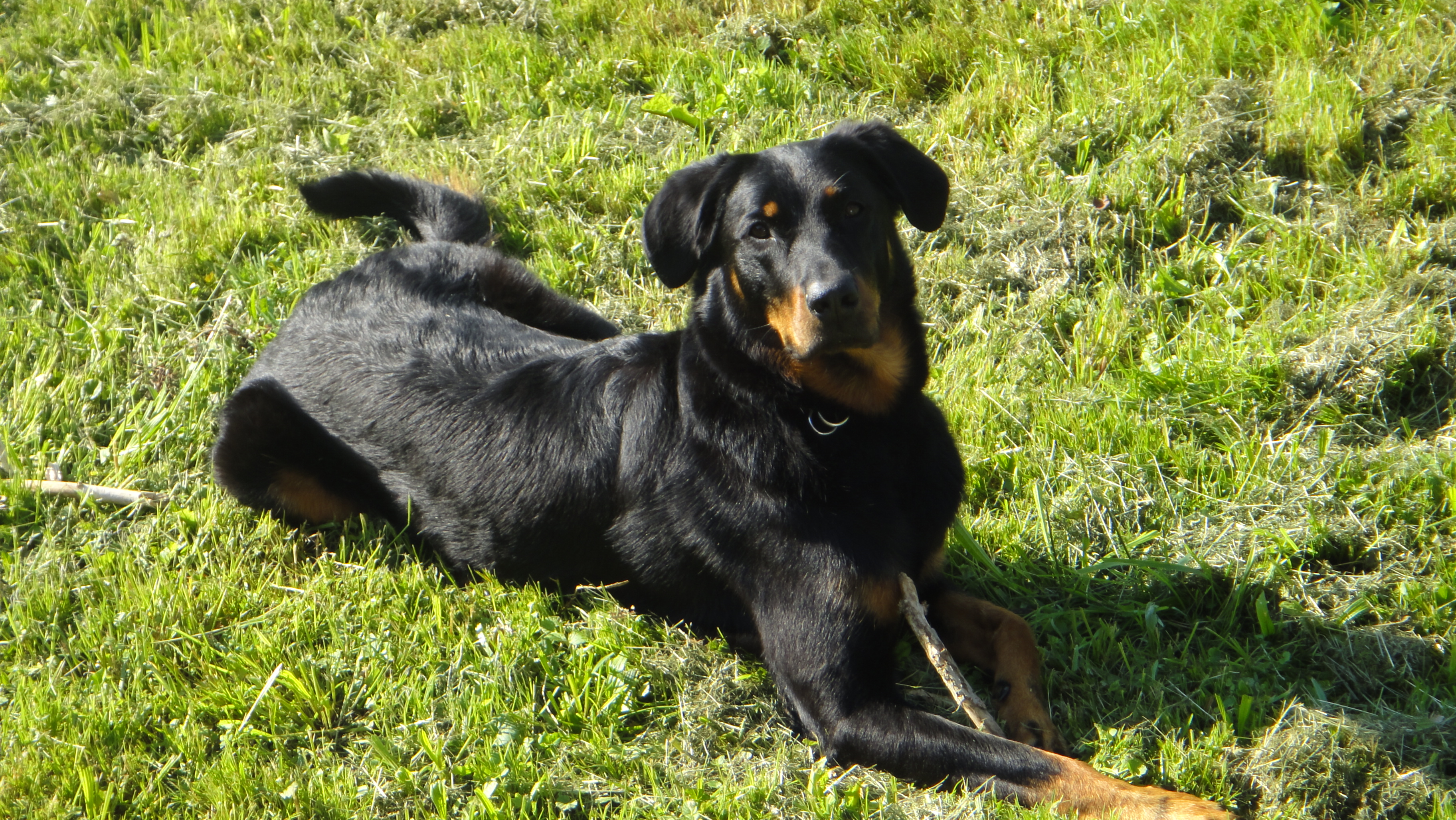 DSC02510 Janka